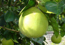 柚子的种类有哪些，文旦和柚子的区别