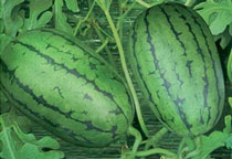 西瓜有哪些品种 西瓜种类大全图片