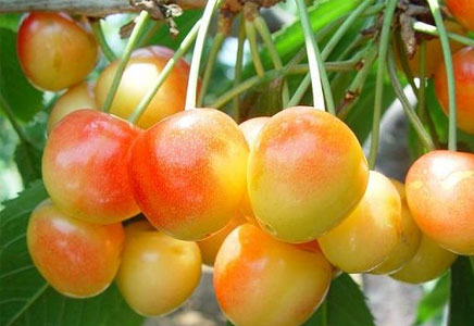 樱桃的种植方法，樱桃的品种有哪些