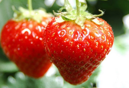 孕妇可以吃草莓吗，孕期吃草莓有什么好处