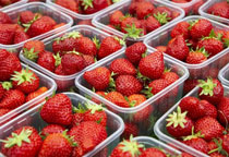 草莓不能和什么一起吃，吃草莓的注意事项