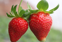 草莓几月份成熟，草莓有哪些品种呢