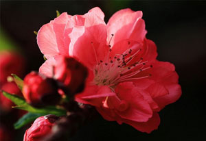 蟠桃图片，蟠桃开花图片，蟠桃的品种有哪些