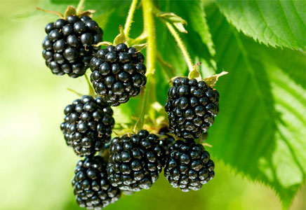 黑莓水果图片，黑莓的功效与作用，黑莓的营养