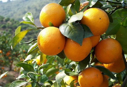 柑橘不能和什么一起吃，柑橘的营养价值