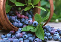 蓝莓有哪些品种 蓝莓种类大全图片