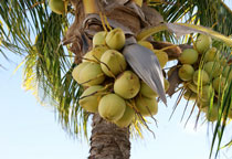 椰子图片，椰子树图片，椰子树的价值