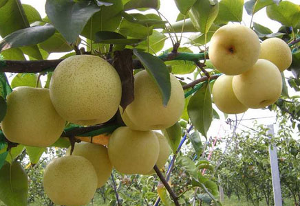 梨的功效与作用，梨子的营养价值