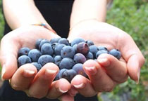 蓝莓是什么季节的水果 蓝莓是不是秋天的水果