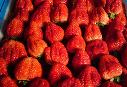 牛奶草莓和巧克力草莓的区别，怎么鉴别好
