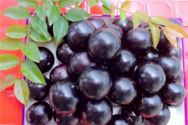 41种不常见的奇葩水果 罕见的水果图片和名字