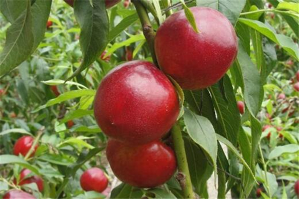 目前最好的大樱桃品种 大樱桃哪个品种好