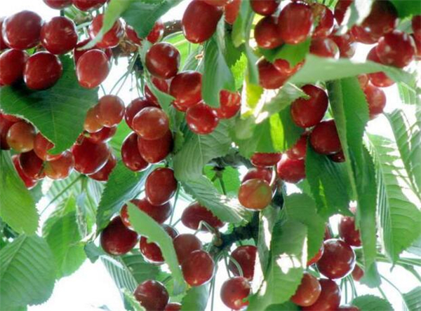 目前最好的大樱桃品种 大樱桃哪个品种好