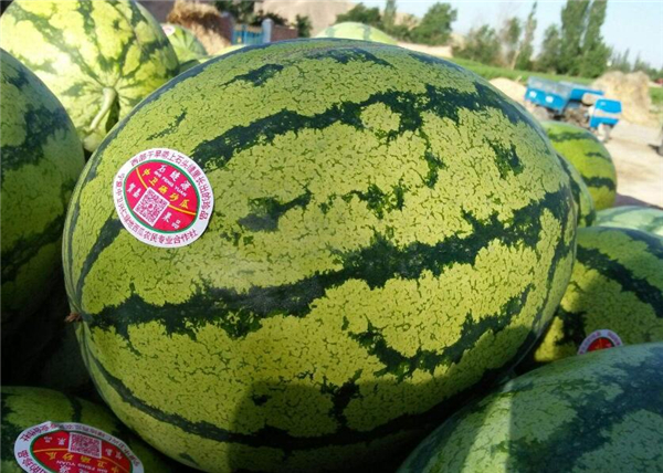 特大西瓜品种介绍 什么西瓜品种长得最大
