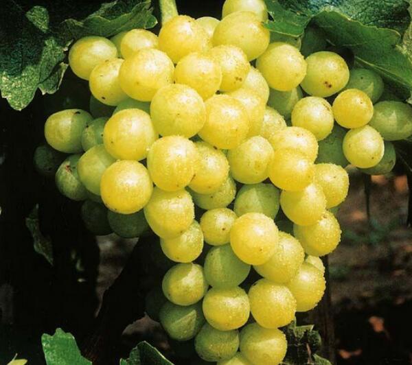 葡萄种类有哪些，葡萄的品种图片及名称大全
