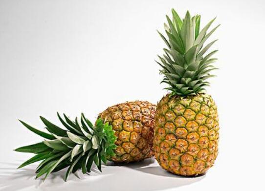 菠萝图片，菠萝树图片，凤梨和菠萝的区别