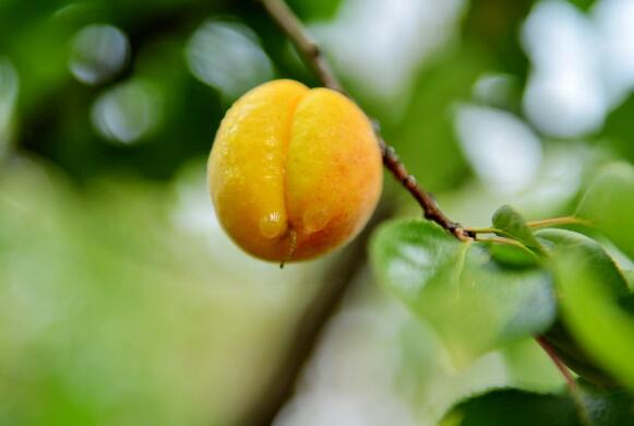 杏子什么时候成熟(6-7月份) 杏子的营养价值