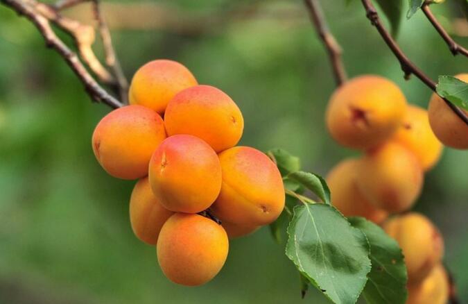 杏子的功效与作用 杏子的营养价值
