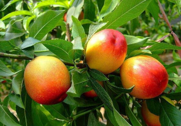 油桃是凉性的吗 吃油桃的好处有哪些