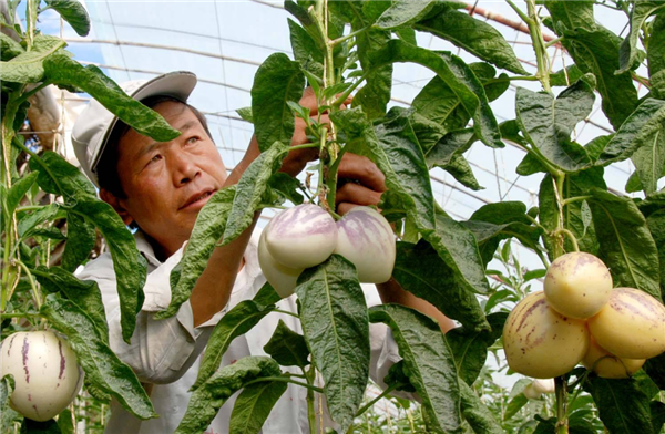 人参果的功效与作用 人参果怎么吃才最好