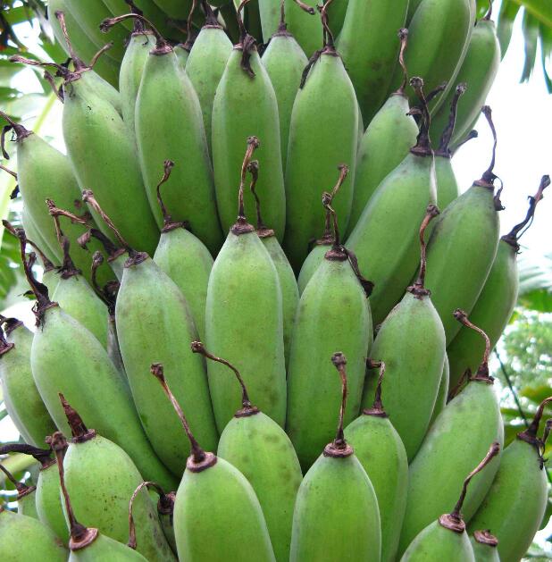 香蕉种类图片大全 香蕉品种有哪些(详解)