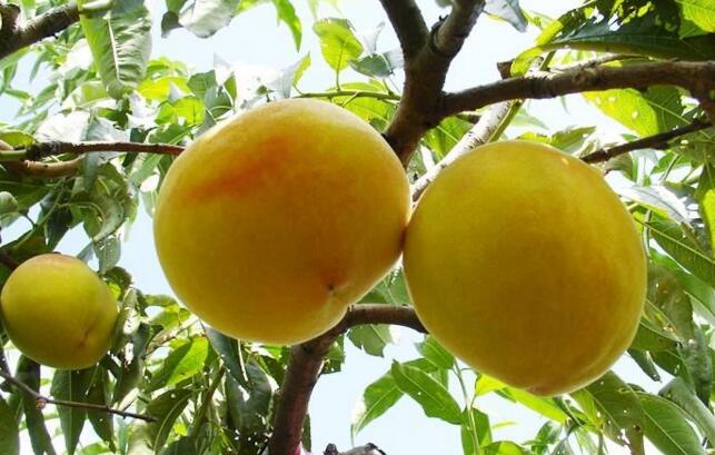 孕妇可以吃黄桃吗 黄桃的功效与作用