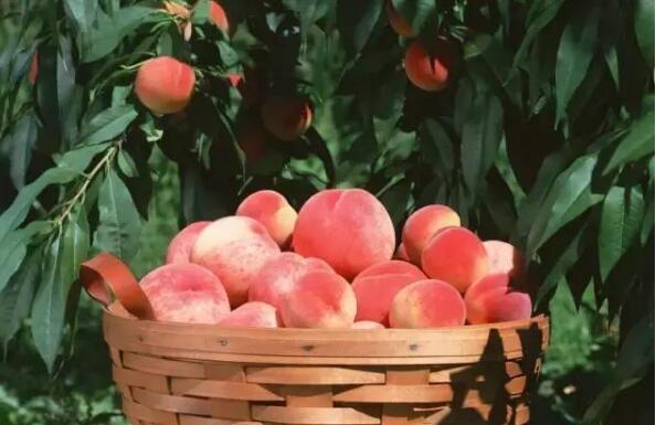 水蜜桃怎么保存 水蜜桃什么时候成熟
