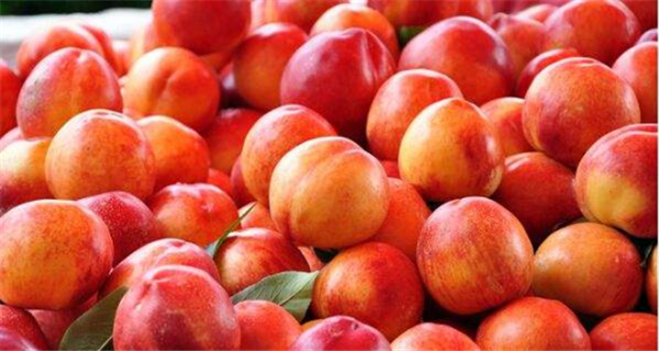 油桃品种大全图片 最好的油桃品种