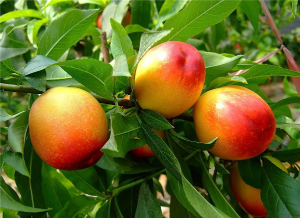 油桃什么季节成熟 油桃什么时候上市