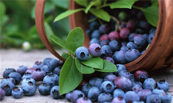 蓝莓不能和什么一起吃 吃蓝莓的禁忌是什么