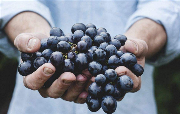 蓝莓不能和什么一起吃 吃蓝莓的禁忌是什么