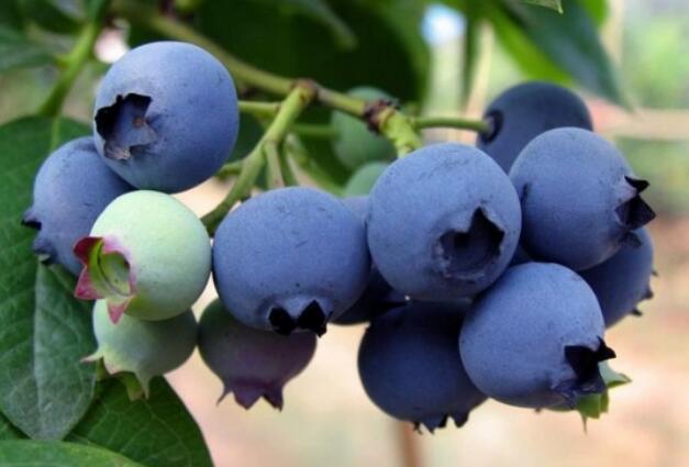 蓝莓的功效与作用 蓝莓怎么做好吃