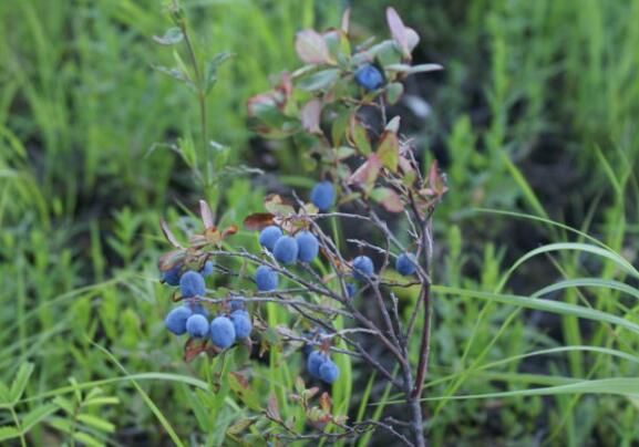 蓝莓的功效与作用 蓝莓怎么做好吃