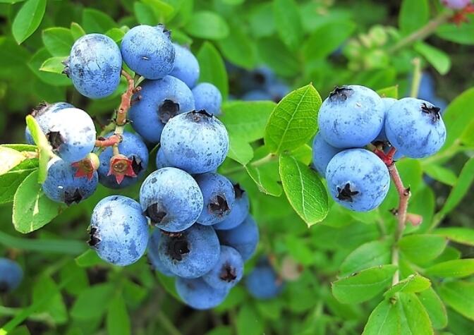 蓝莓对人身体有什么好处 蓝莓有哪些吃法