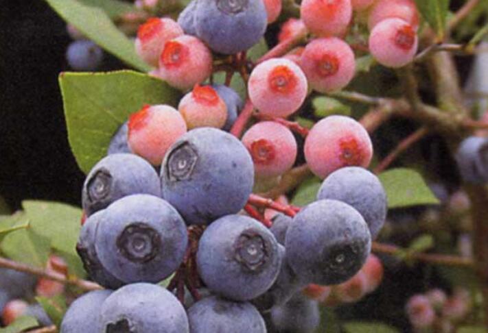 蓝莓有哪些品种 蓝莓种类大全图片(图文详解)