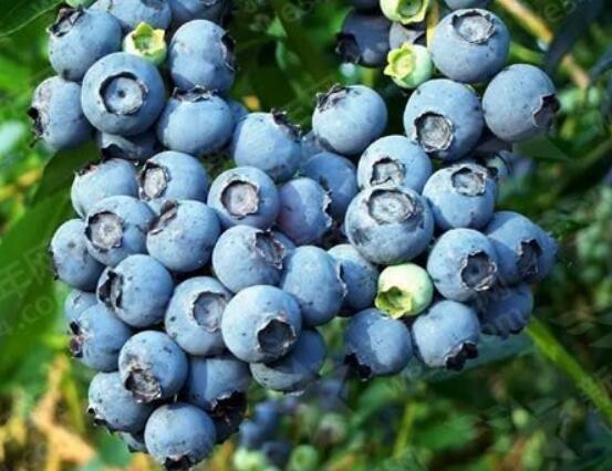 蓝莓有哪些品种 蓝莓种类大全图片(图文详解)