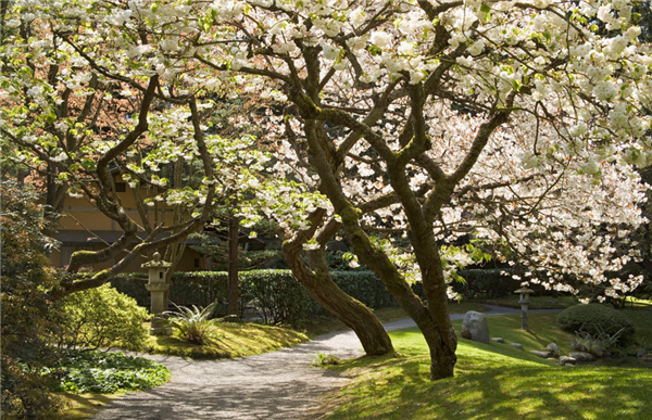 樱桃树几年结果 樱桃树种植的最佳时间