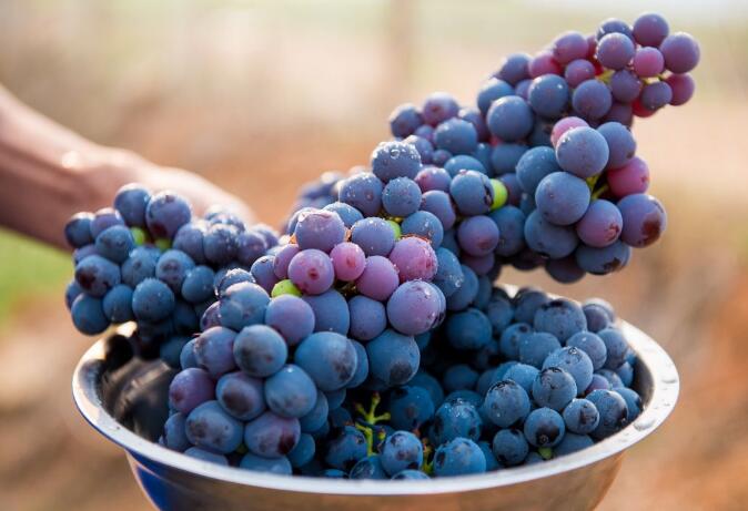 葡萄的功效与作用 葡萄的营养价值