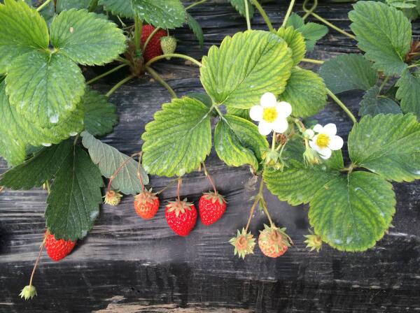 草莓图片，草莓开花图片，野草莓图片