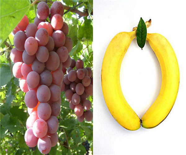 葡萄不能和什么一起吃 不宜和葡萄同吃的食物