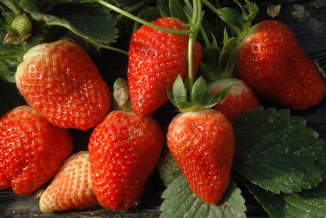 草莓花期可以施肥吗 草莓夏季怎么养护