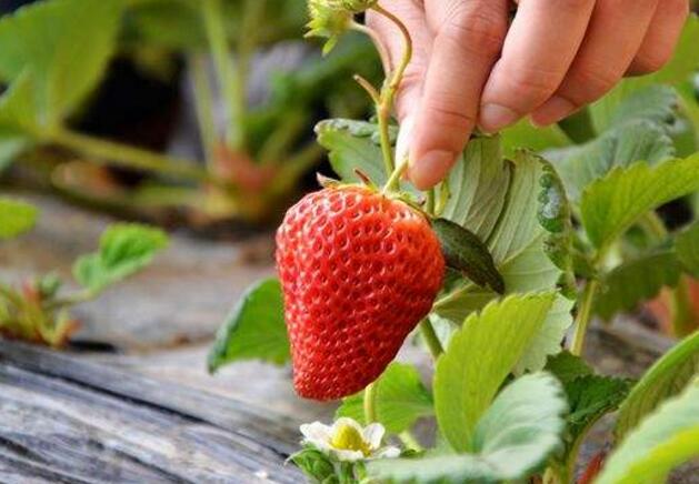 草莓在阳台怎么养 草莓繁殖方法详解