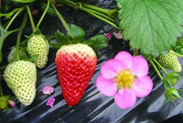买草莓怎么挑选 吃草莓的好处有哪些