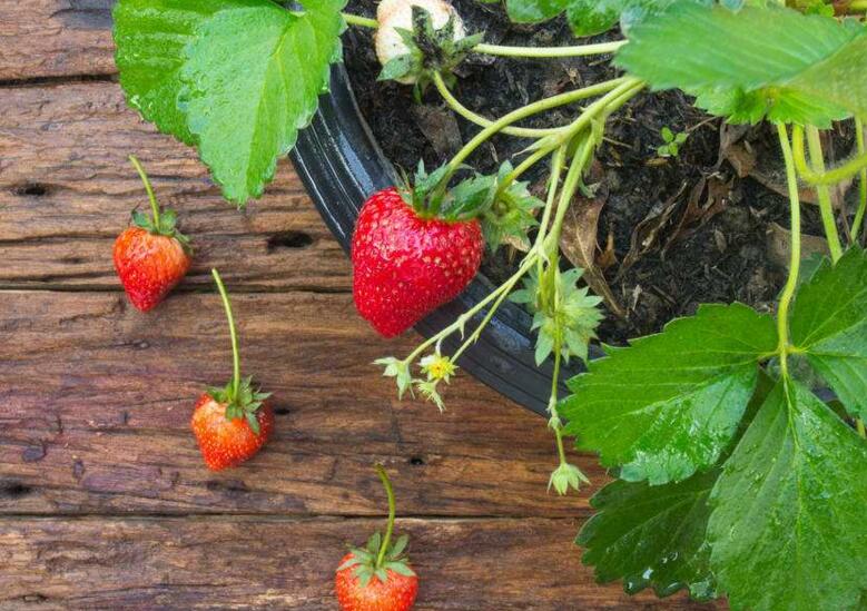 盆栽草莓如何种 盆栽草莓如何施肥