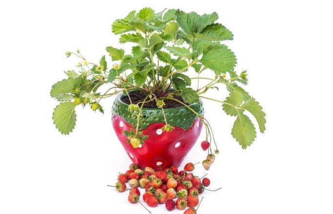 盆栽草莓如何种 盆栽草莓如何施肥