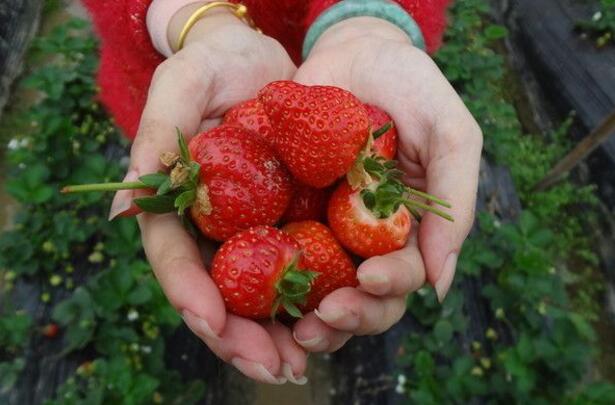 草莓水培营养液怎么配　自制草莓营养液方法