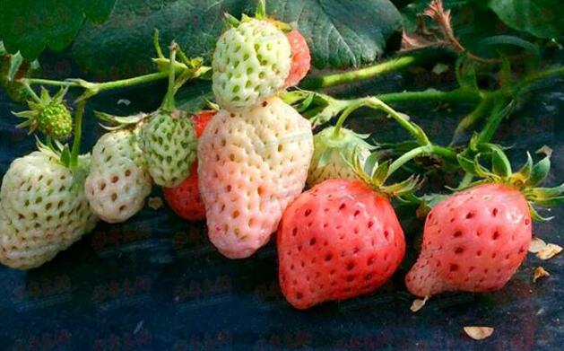 白草莓价格多少钱一斤 白草莓的营养价值有哪些