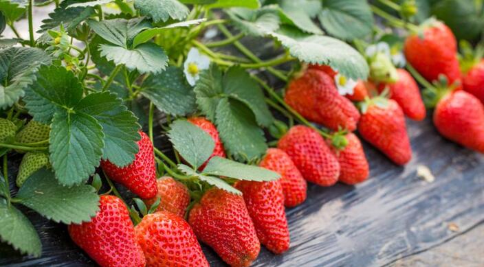 草莓种子多久发芽 草莓种子发芽需要什么条件