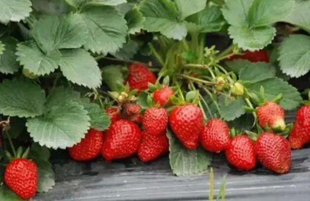 草莓种子多久发芽 草莓种子发芽需要什么条件