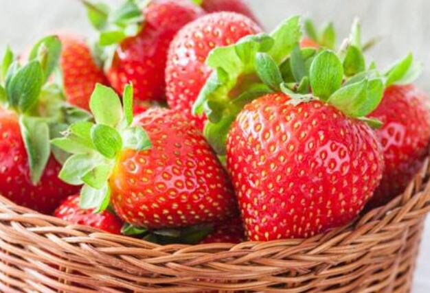 种植大棚草莓有风险吗 南北方种植大棚草莓区别